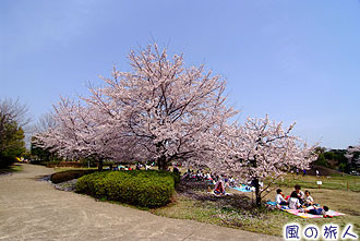 きたみふれあい広場の桜の写真