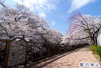 仙川、東宝横の桜並木の写真