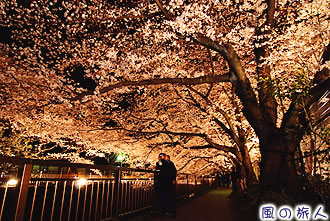 東宝撮影所、仙川桜並木のライトアップの写真