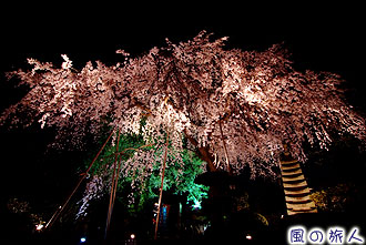 大蔵妙法寺枝垂れ桜のライトアップの写真
