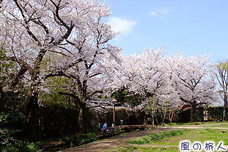 次大夫堀公園の桜の写真