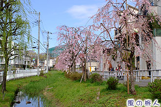 丸子川の桜並木の写真