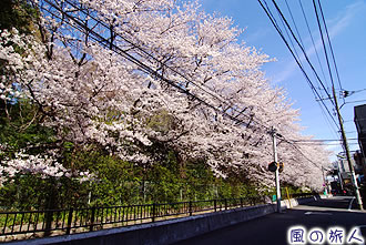 丸子川の桜並木の写真