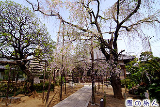 喜多見の光伝寺の枝垂桜の写真