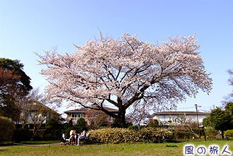 桜丘すみれば自然庭園の桜の写真
