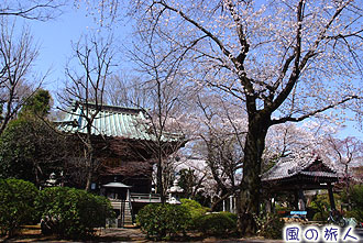 船橋不動の桜の写真