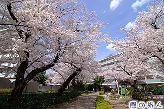 烏山川緑道の桜小路の写真