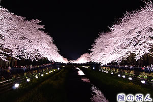 野川ライトアップの写真