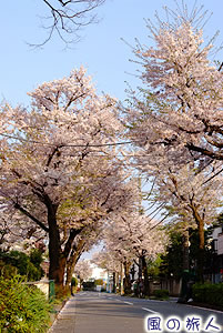 永安寺前の桜並木の写真