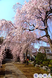 烏山玄照寺の枝垂桜の写真