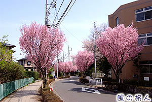 上祖師谷４丁目の桜並木の写真