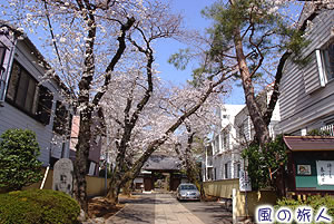 常徳院の桜の写真