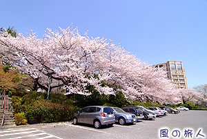 関東中央病院の桜の写真