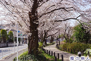 烏山川緑道の桜並木の写真