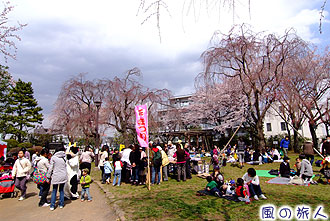 希望丘記念公園の桜の写真