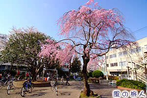 希望丘北公園の桜の写真