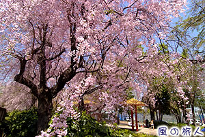 希望丘中公園の桜の写真