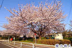 喜多見の遊び場の桜の写真