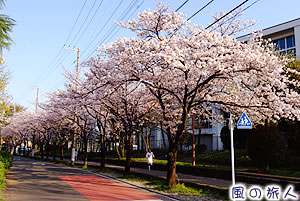 喜多見緑道の桜並木の写真