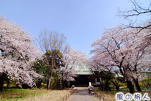 九品仏浄真寺の桜の写真