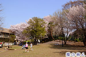 ねこじゃらし公園の桜の写真