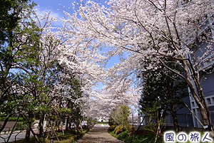 NHK技研砧スタジオの桜の写真