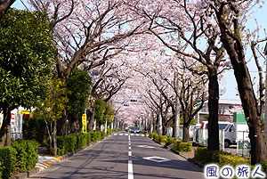 西用賀通りの桜並木の写真