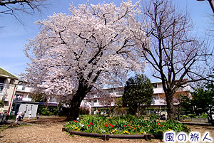 桜樹広場の桜の写真