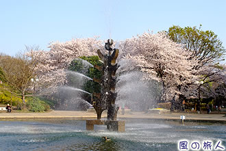 世田谷公園の桜の写真