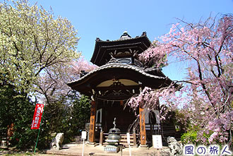 世田谷観音の桜の写真