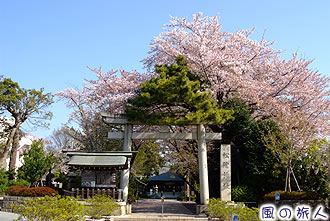 松陰神社の桜の写真