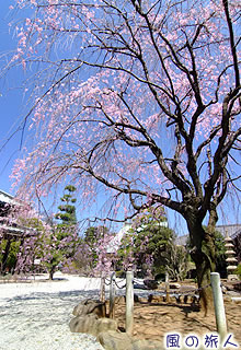 豪徳寺の枝垂桜の写真