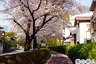 蛇崩川緑道の桜並木の写真