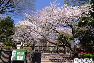 弦巻公園の桜の写真