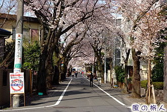 上北沢の桜並木の写真