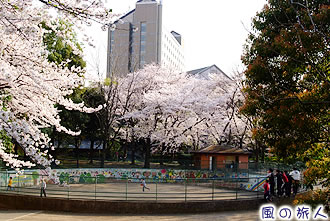 希望ヶ丘公園の桜の写真