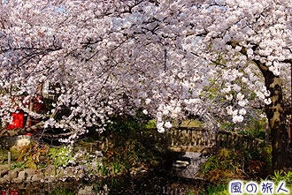 つりがね池公園の桜の写真