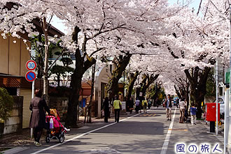 成城住宅街の桜並木の写真