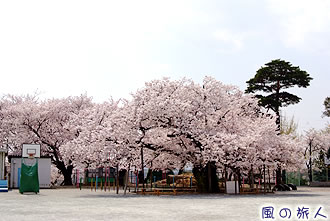 砧小学校の百年桜の写真