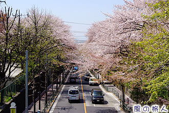 世田谷通りの桜並木の写真