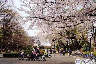 大蔵総合運動公園の桜の写真