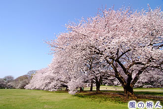 砧公園の桜の写真