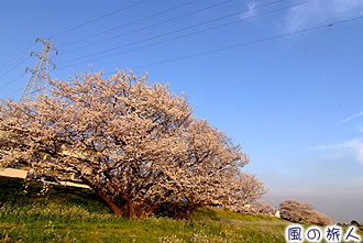 多摩川土手に並ぶ桜（野毛）の写真