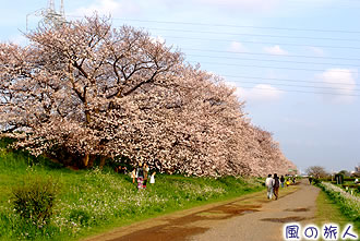 多摩川土手に並ぶ桜（玉堤）の写真