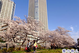 多摩堤通り沿いの桜並木の写真