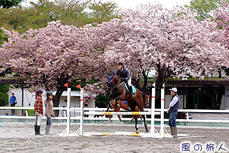 馬事公苑の桜の写真