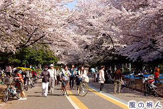駒沢オリンピック公園の桜の写真