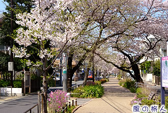呑川緑道の桜並木の写真