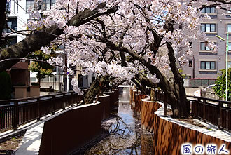 谷沢川の桜並木の写真