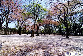 上野毛自然公園の桜の写真